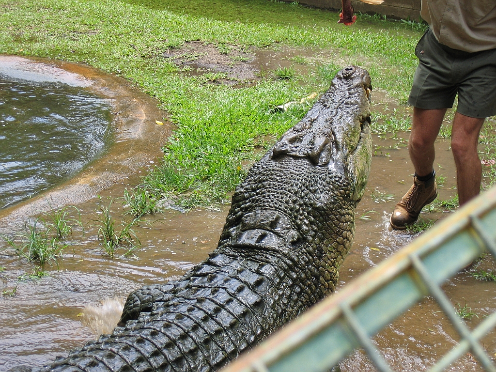 CairnsTC198 Cairns Tropical Zoo.jpg